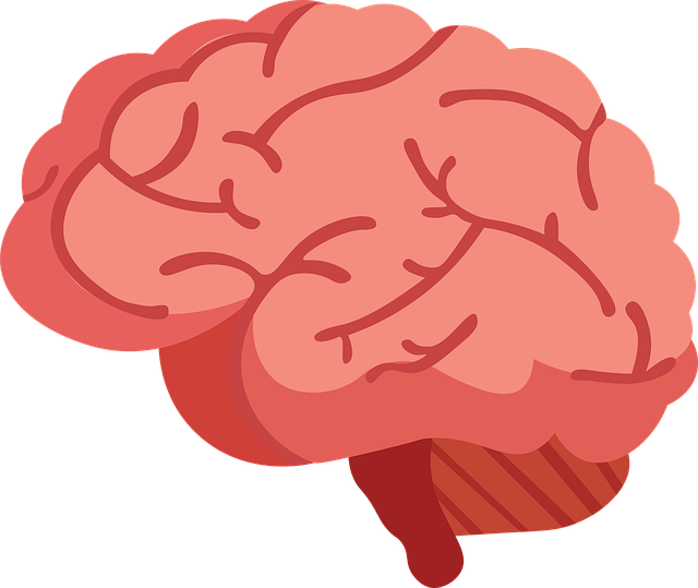 brain